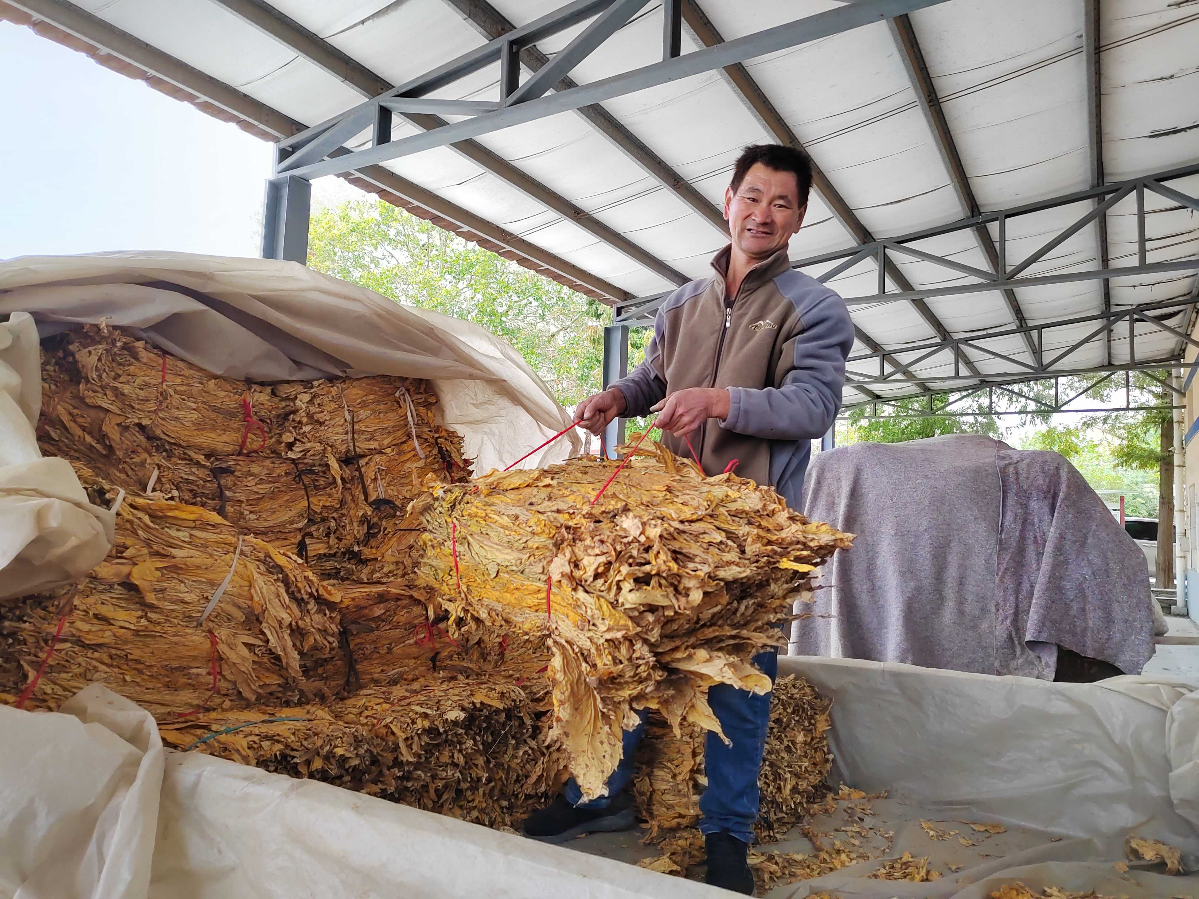 山东青岛黄岛区局（分公司）扎实开展烟叶收购工作