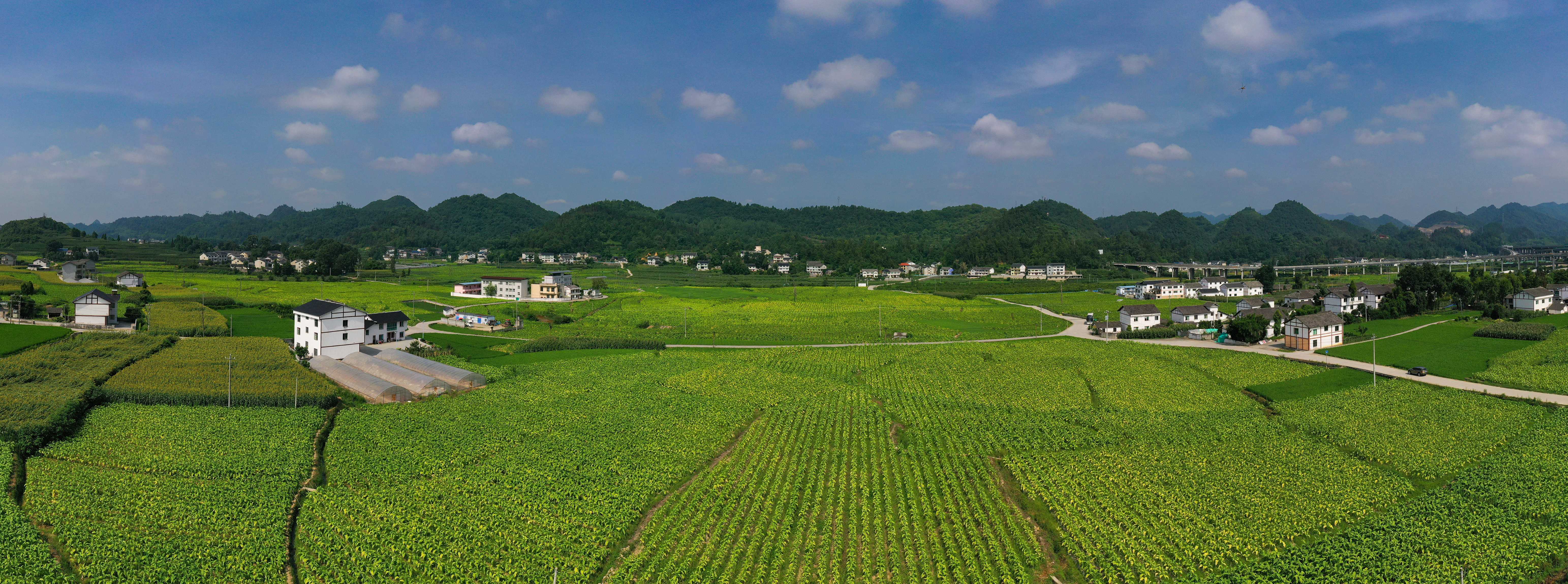 贵州绥阳县局（分公司）：“烟叶+N”绘就多元产业新图景
