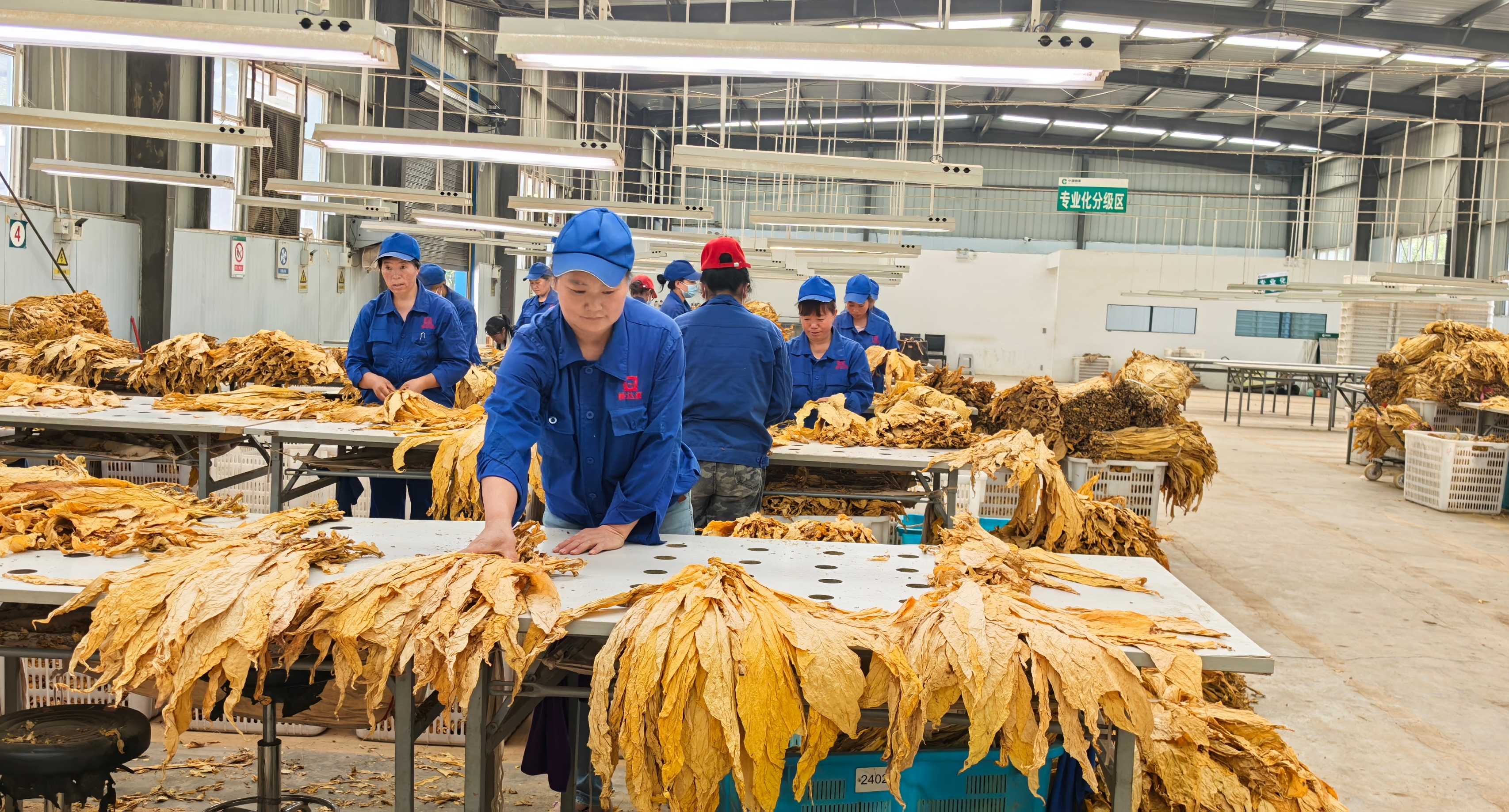 贵州六盘水水城区局（分公司）严格规范抓好烟叶收购工作
